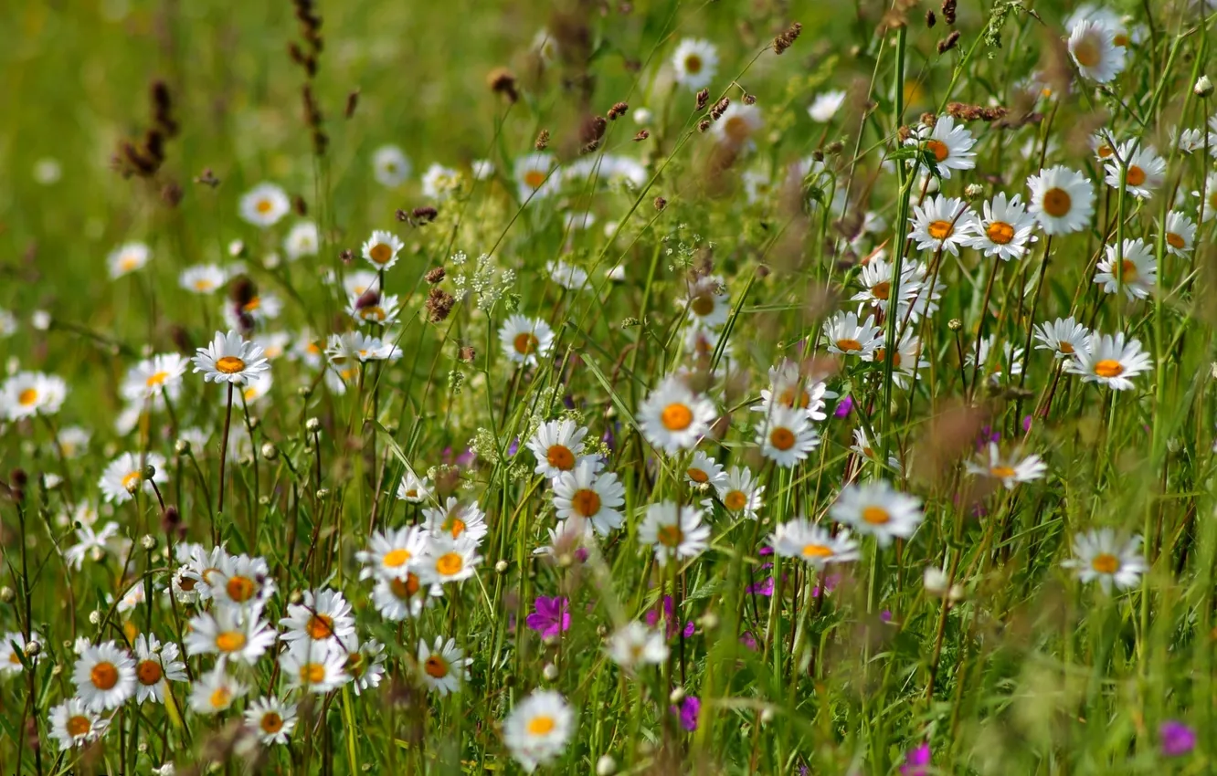 Photo wallpaper summer, grass, chamomile, meadow, bells