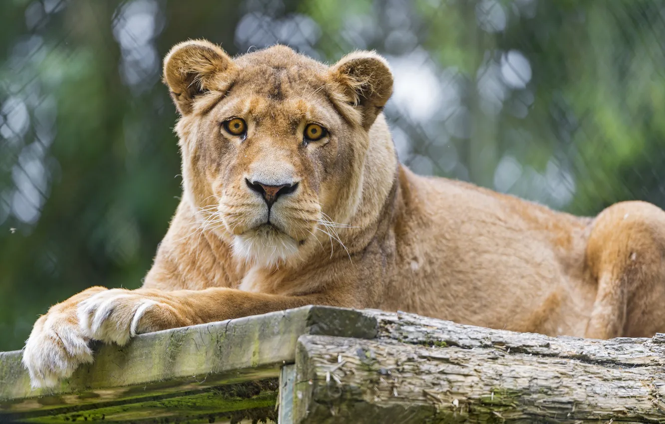 Photo wallpaper cat, look, lioness, ©Tambako The Jaguar