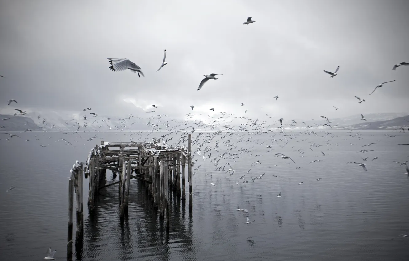 Photo wallpaper nature, lake, bird