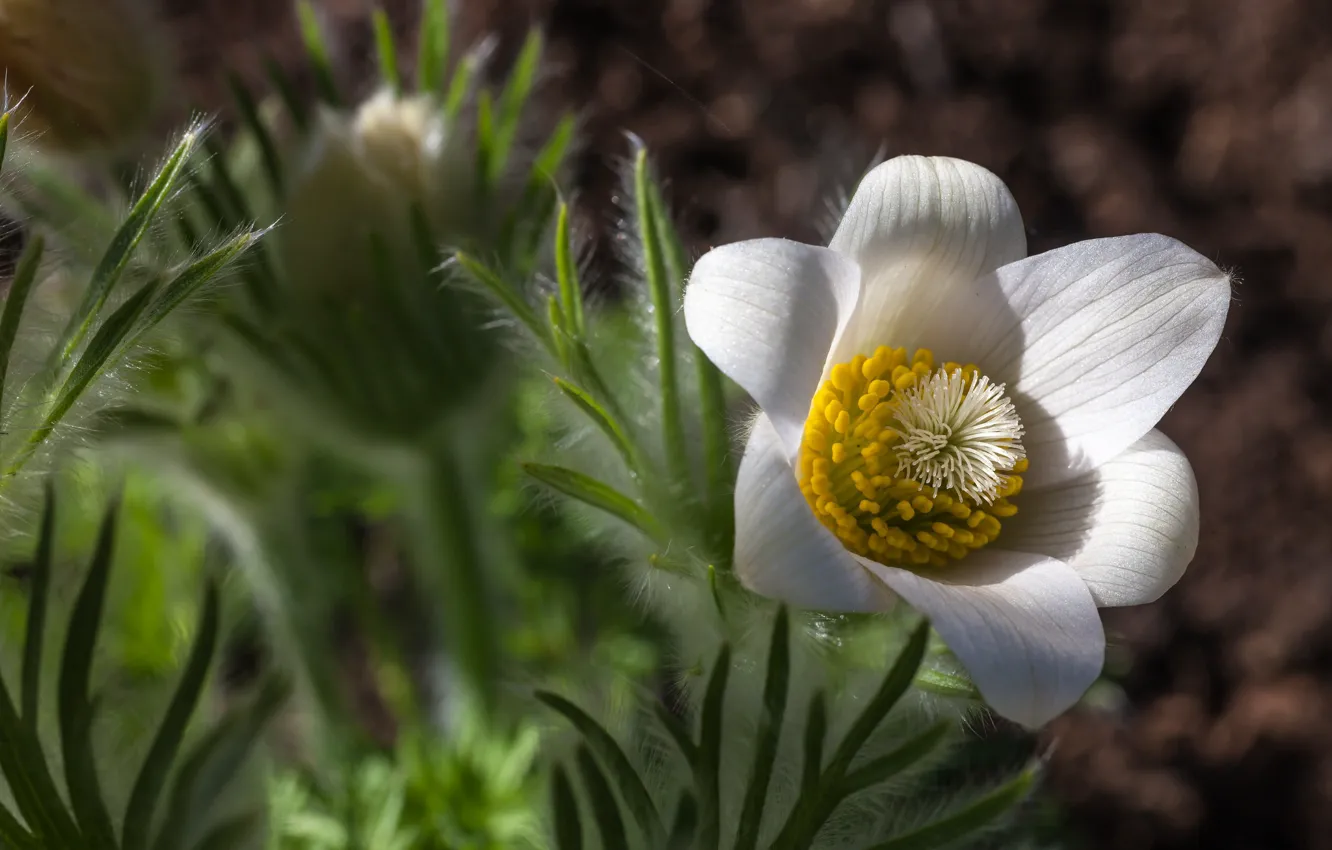Photo wallpaper white, macro, flowers, stamens, flowering