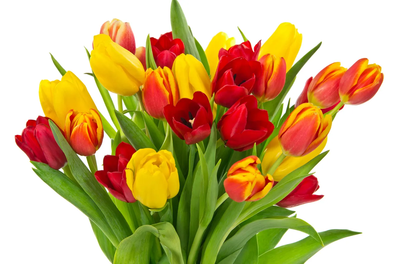 Photo wallpaper red, white, fresh, flower, yellow, spring, bouquet, tulip