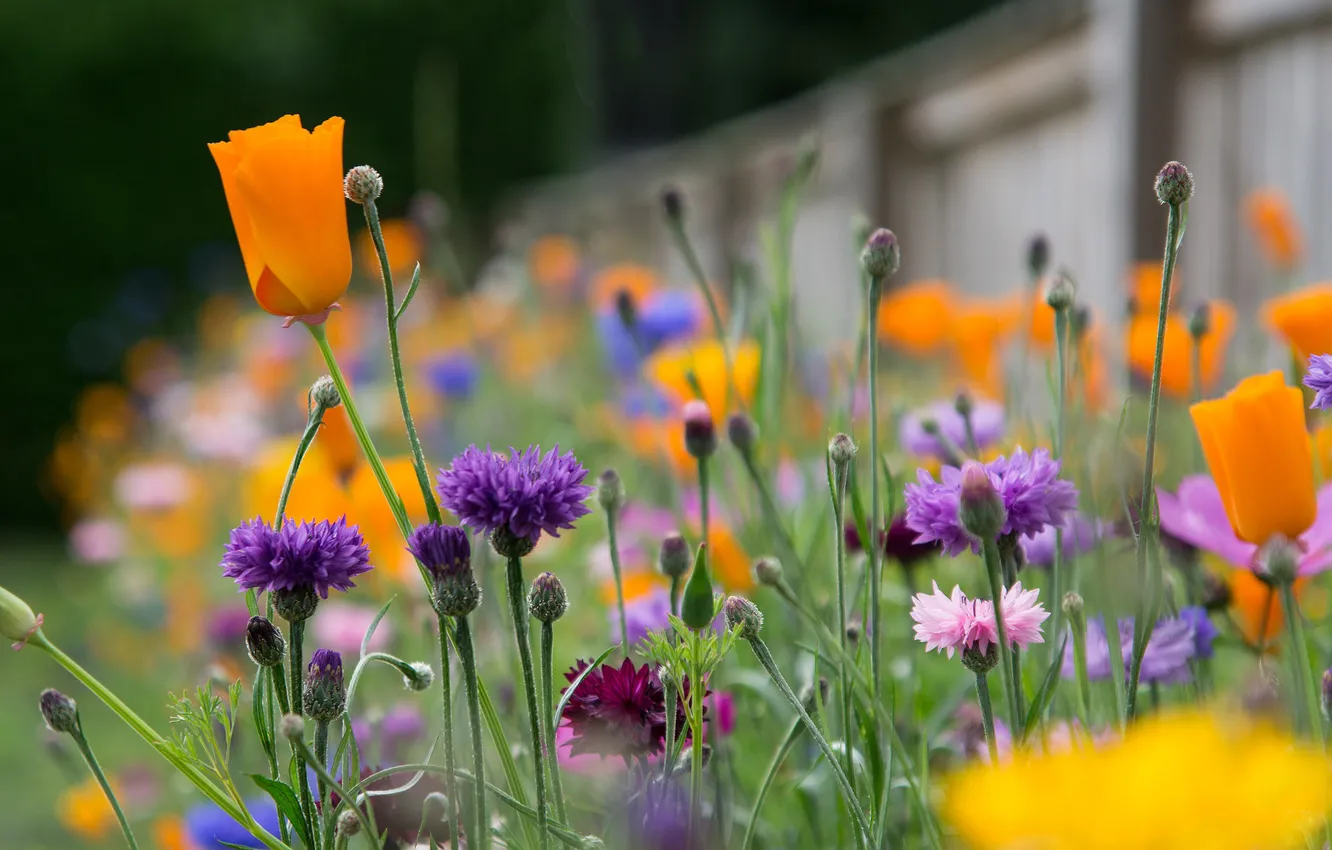 Photo wallpaper flowers, garden, buttons, buds