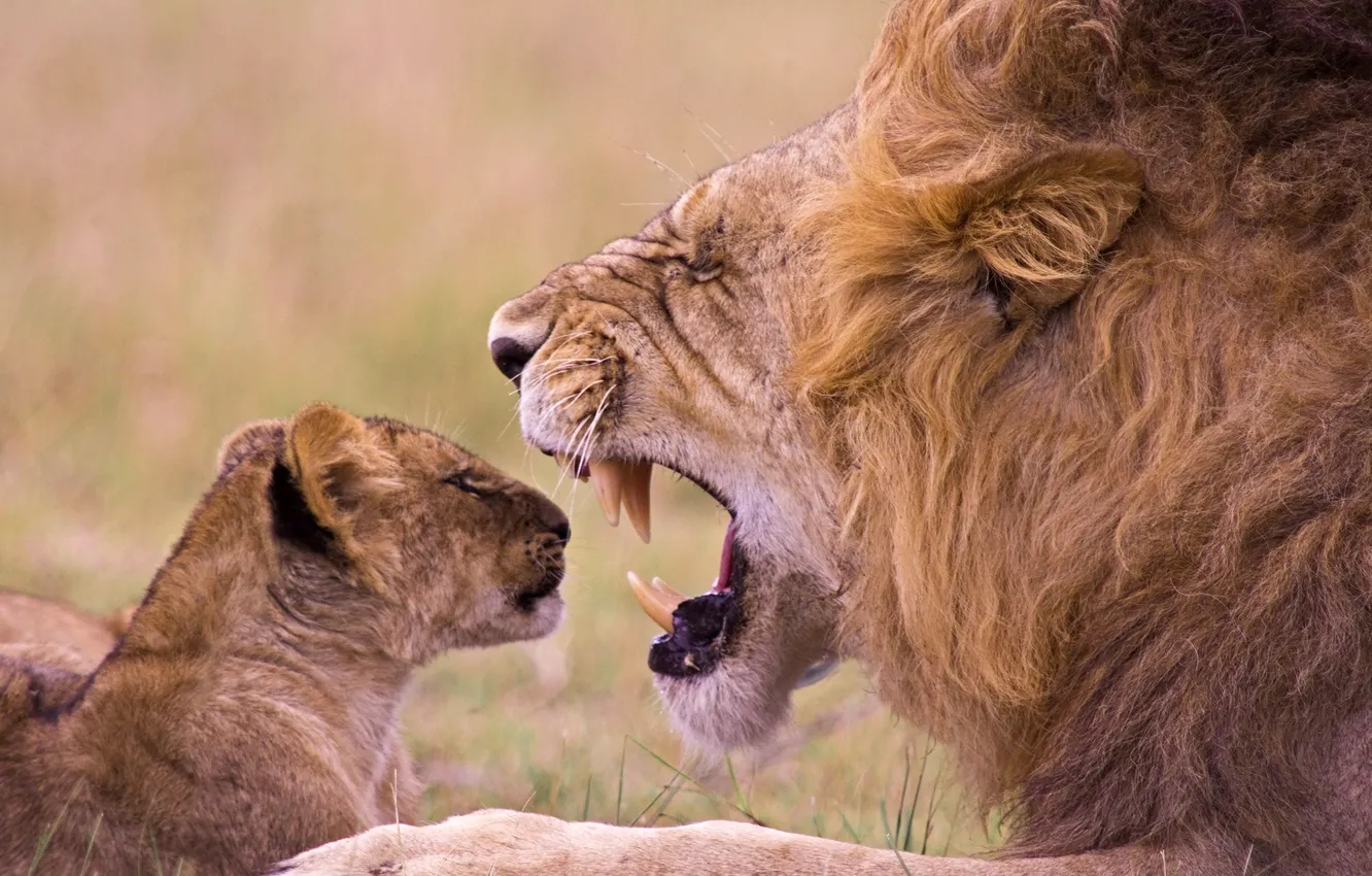 Photo wallpaper lion, baby, Cub