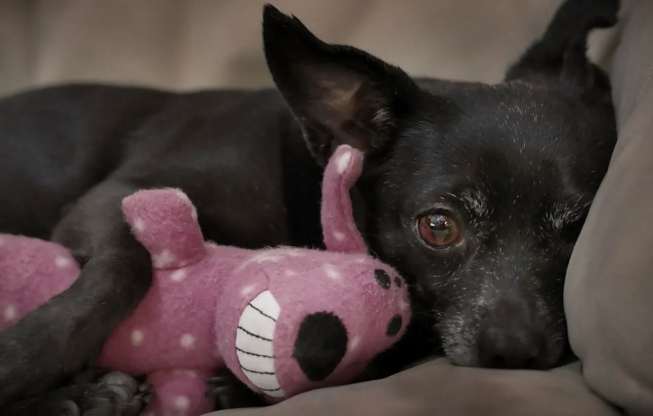 Photo wallpaper toy, dog, animal