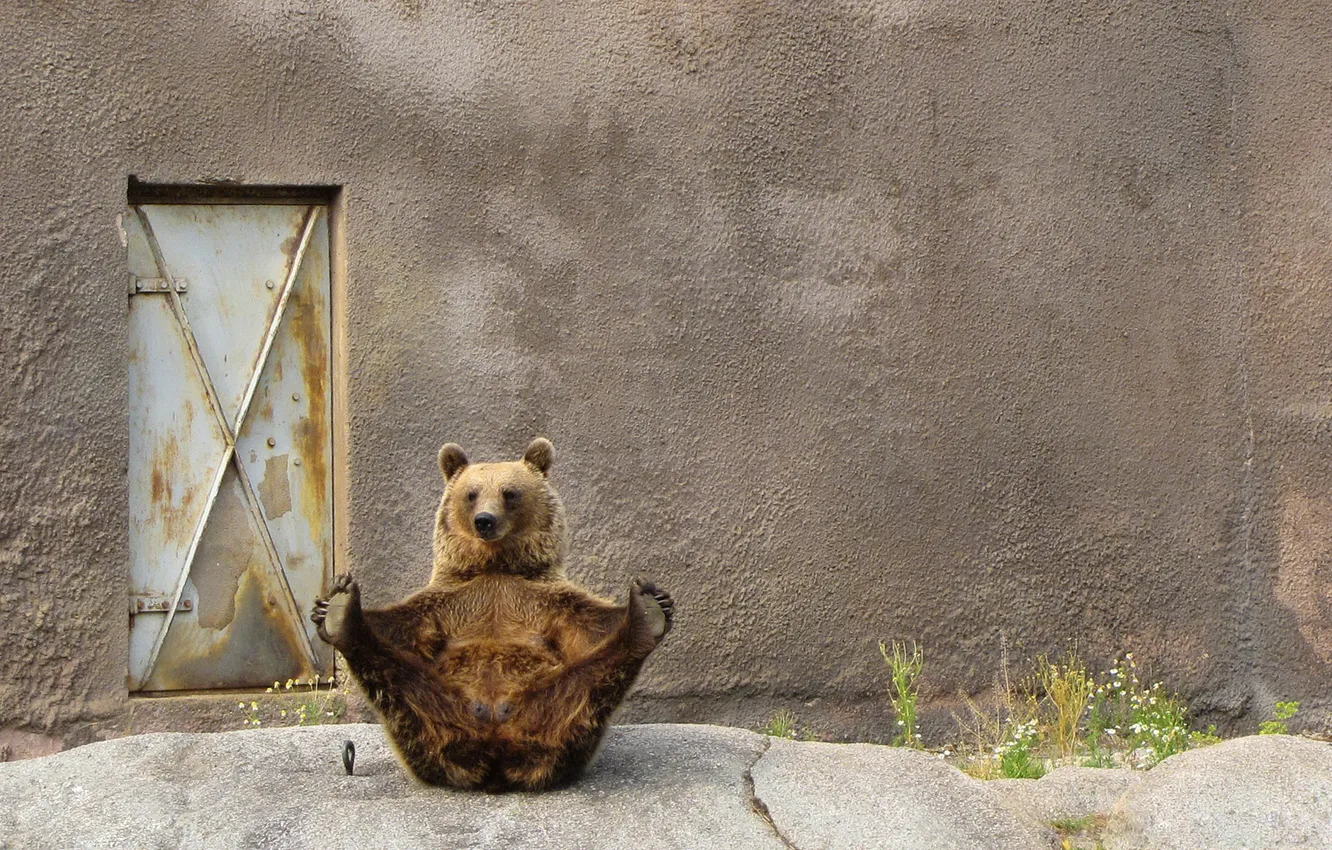 Photo wallpaper pose, background, wall, paws, the door, bear