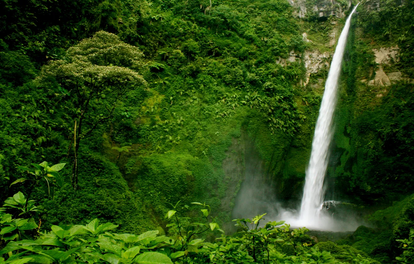 Photo wallpaper greens, forest, trees, rock, open, waterfall, the bushes, Guatemala