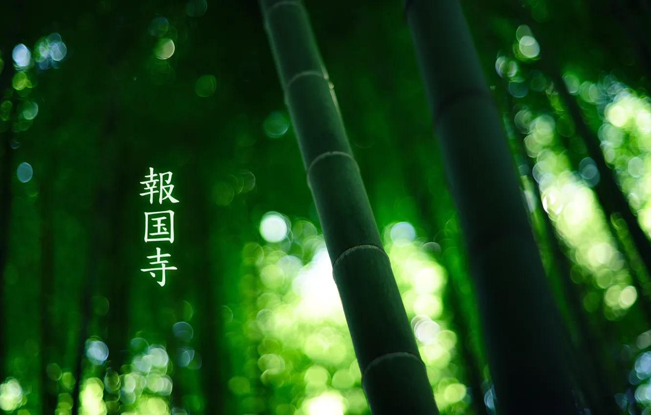 Photo wallpaper forest, bamboo, characters, 1920x1200, by burningmonk, green colour