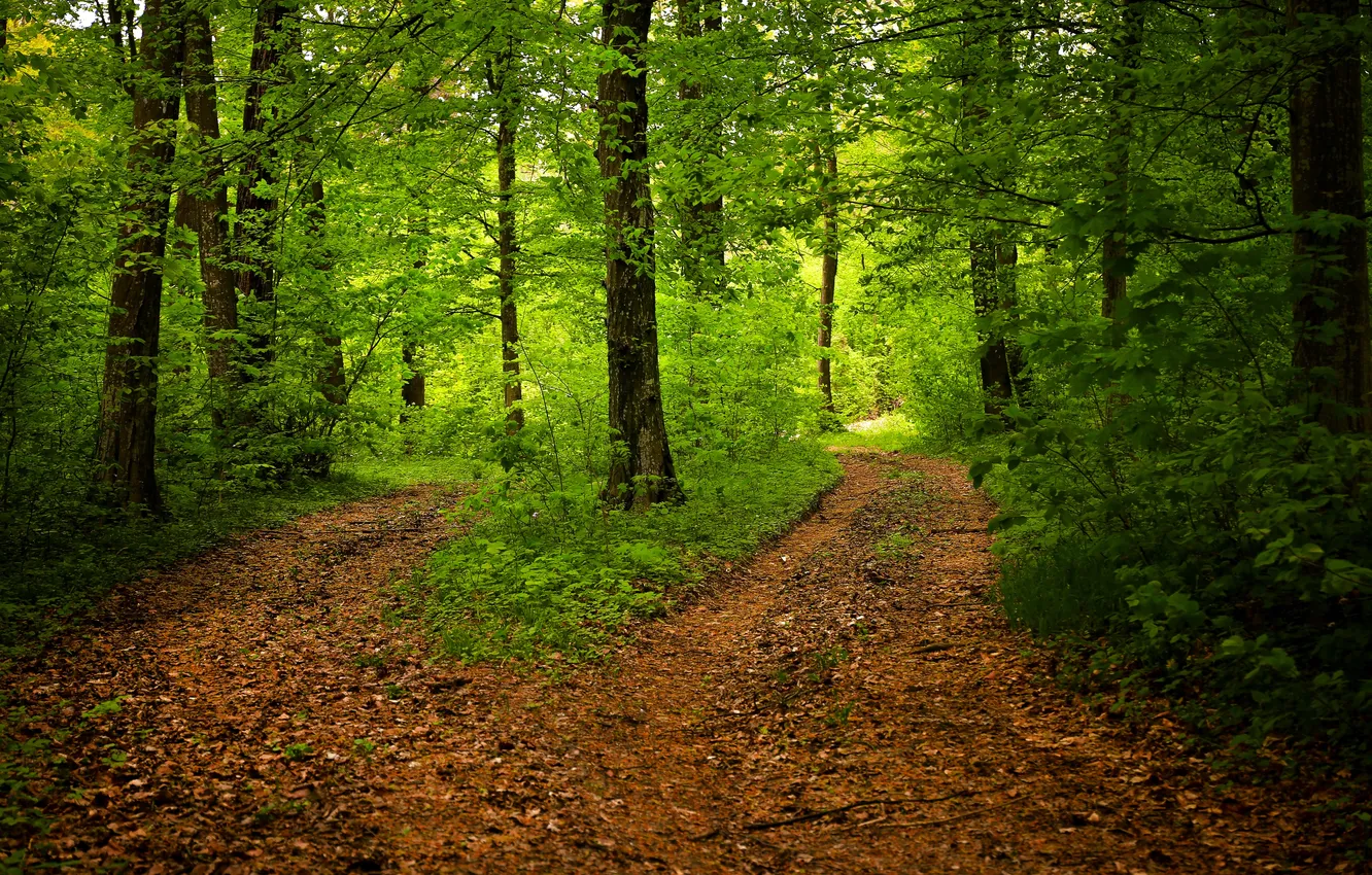 Photo wallpaper forest, trees, landscape, nature, plant, forest, trees, landscape