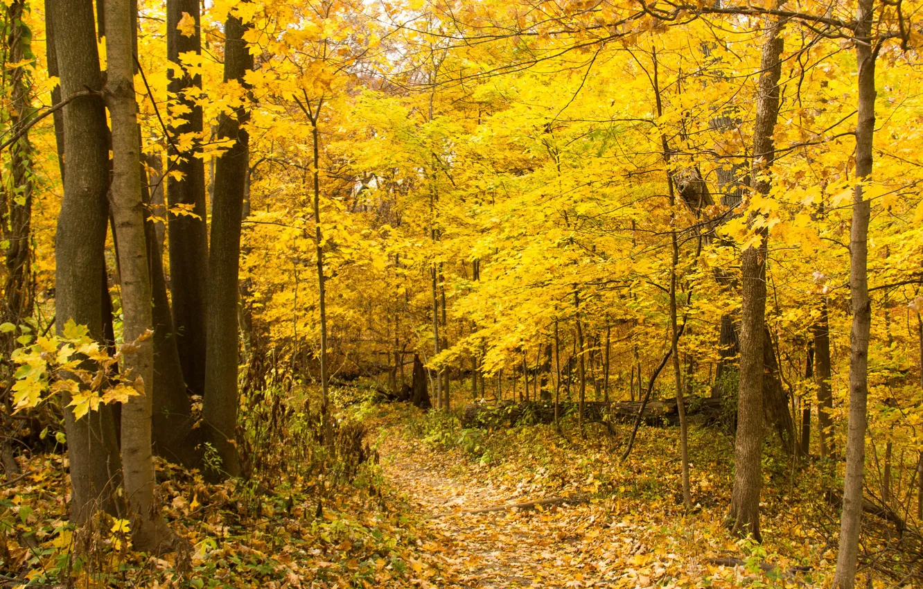 Photo wallpaper autumn, forest, leaves, trees, path