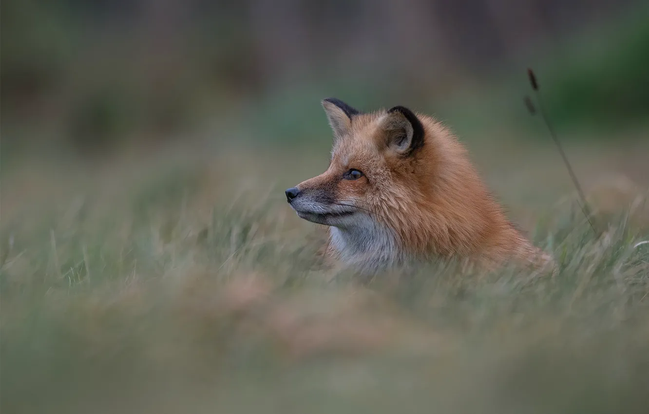 Photo wallpaper grass, face, glade, Fox, lies, profile, bokeh