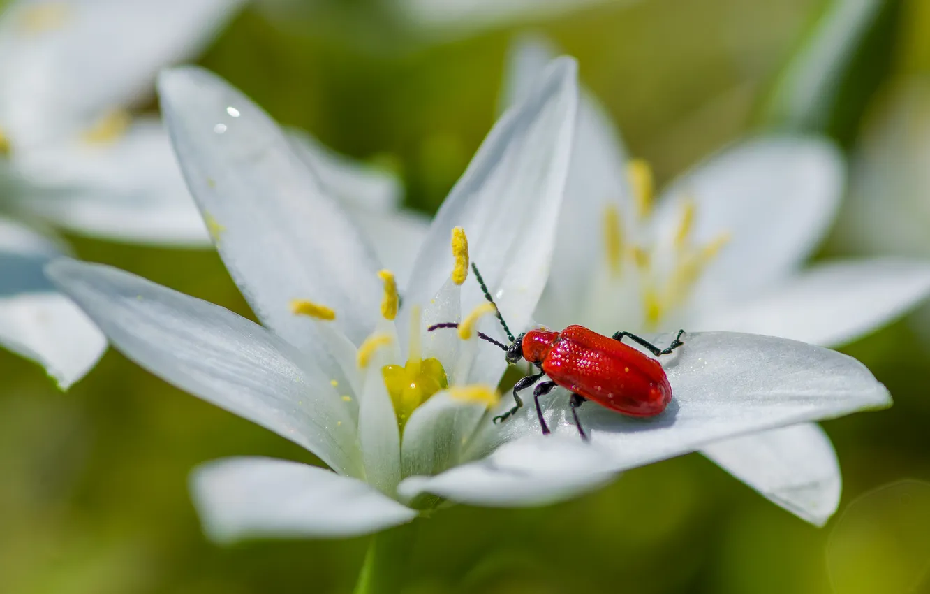 Photo wallpaper macro, flowers, beetle, spring