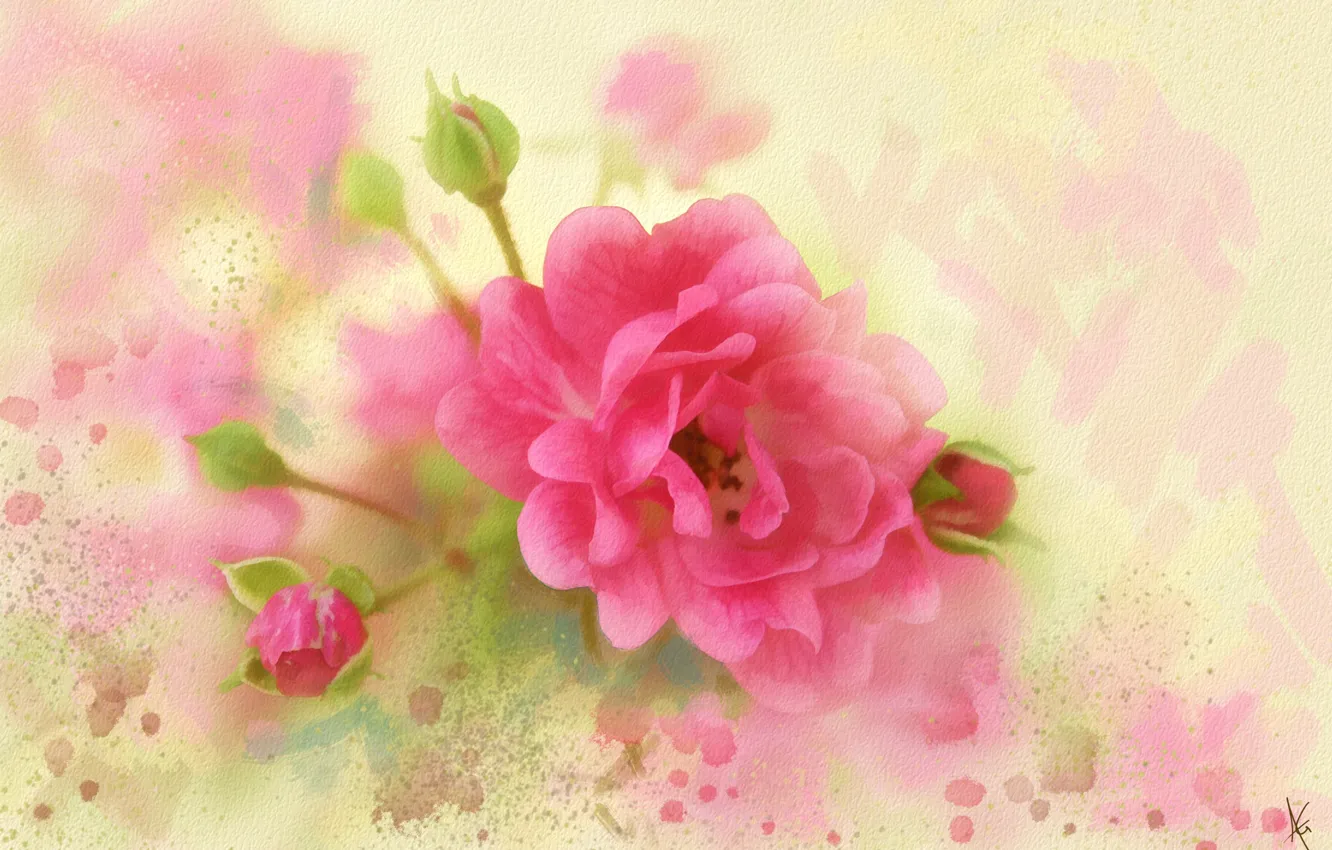 Photo wallpaper flowers, pink, figure, graphics, rose, treatment, picture, petals