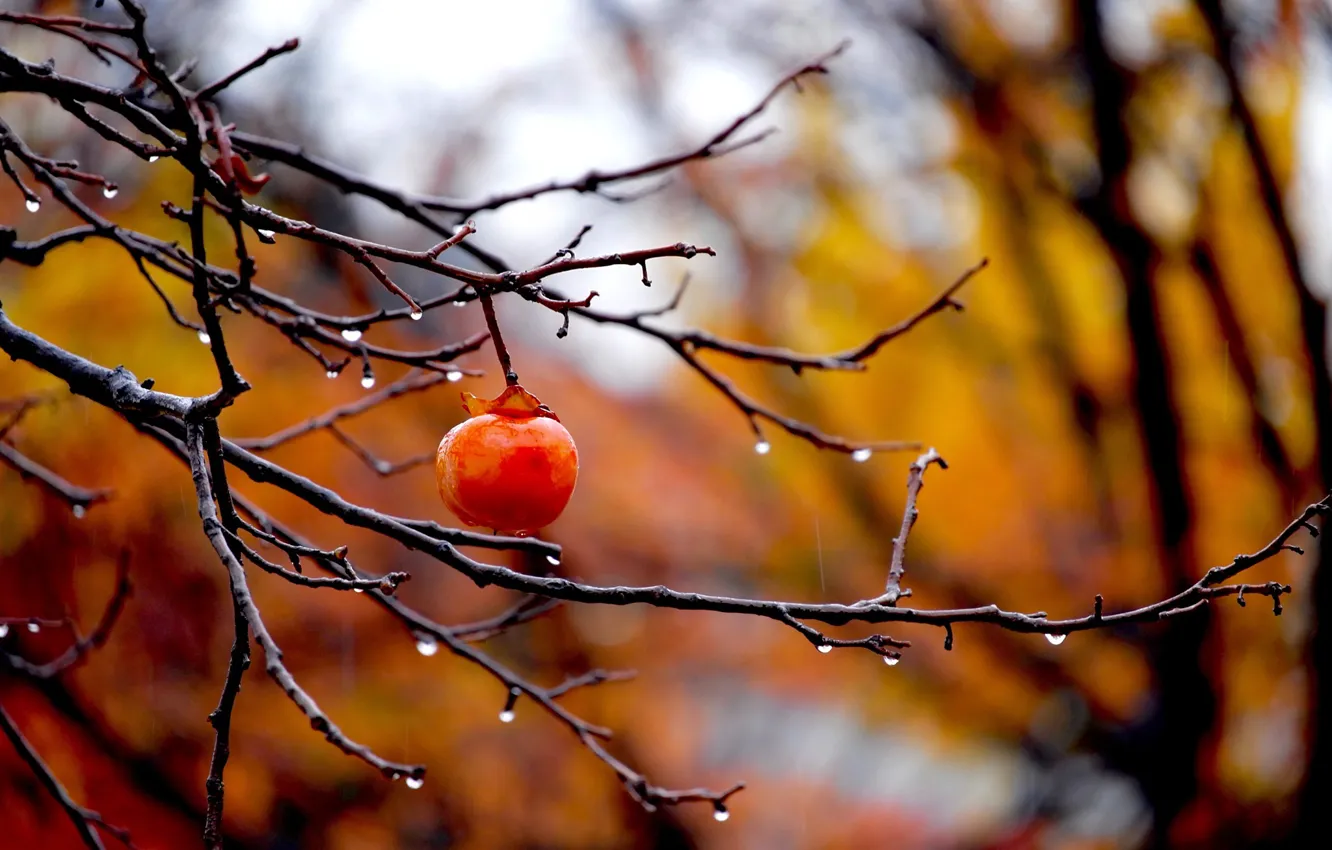 Photo wallpaper autumn, drops, branches, blur