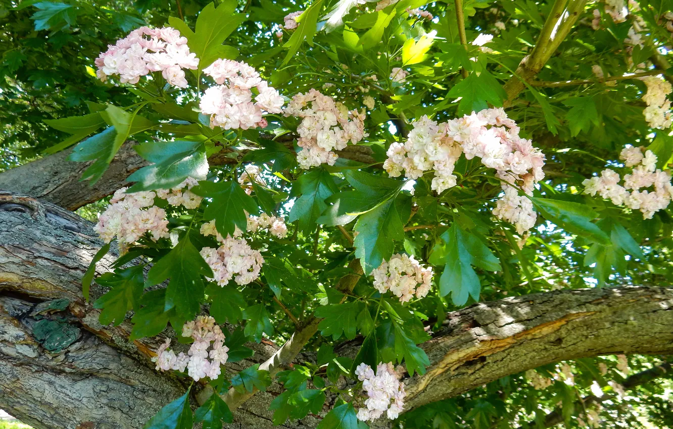 Photo wallpaper flowers, widescreen, beautiful, background, фон background, the Wallpapers, spring, full screen