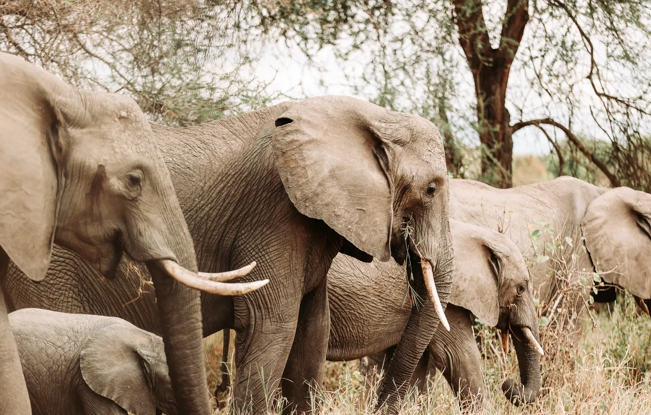 Photo wallpaper nature, animal, elephant