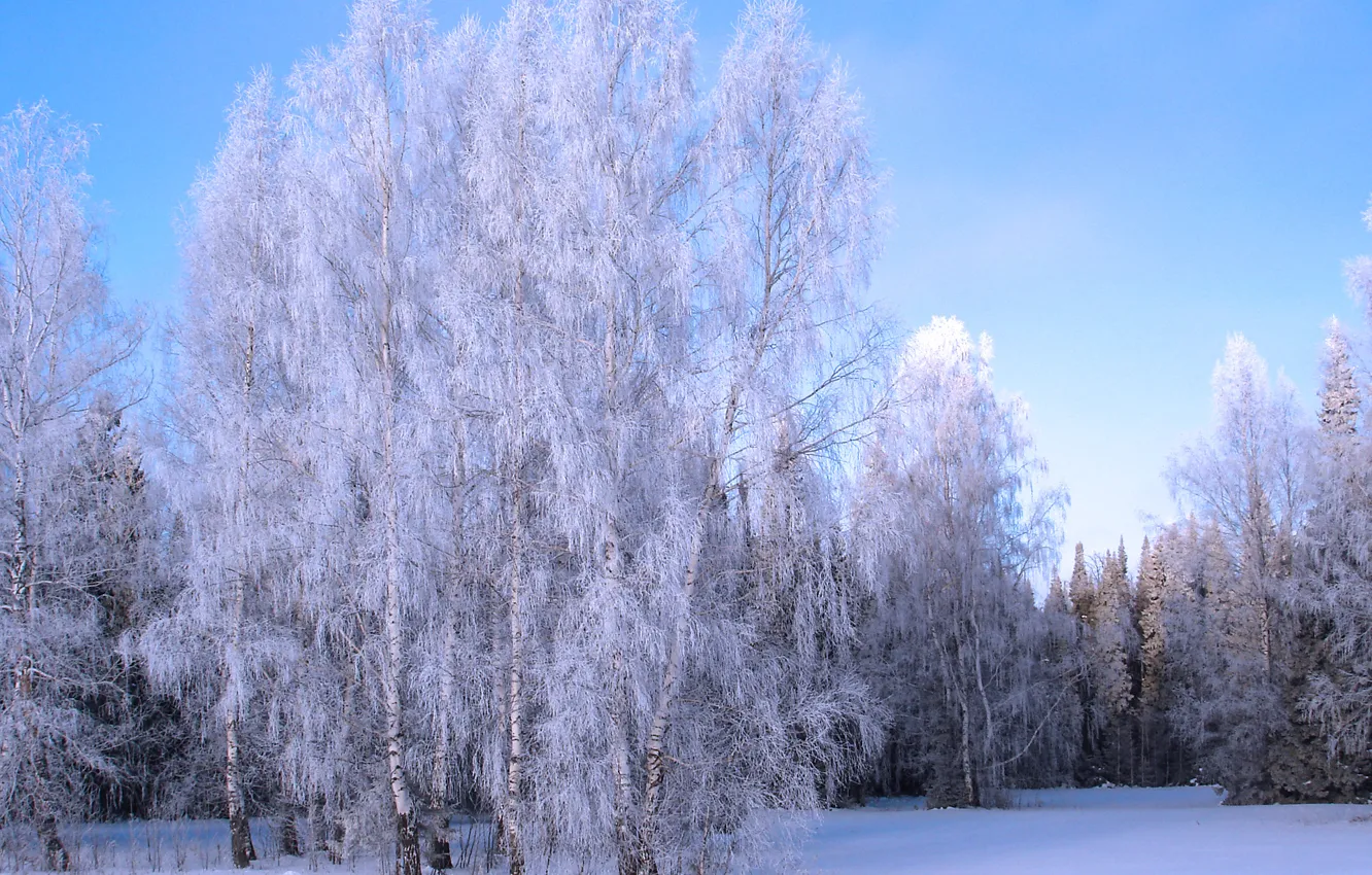 Photo wallpaper winter, frost, snow, trees, grove, winter, snow