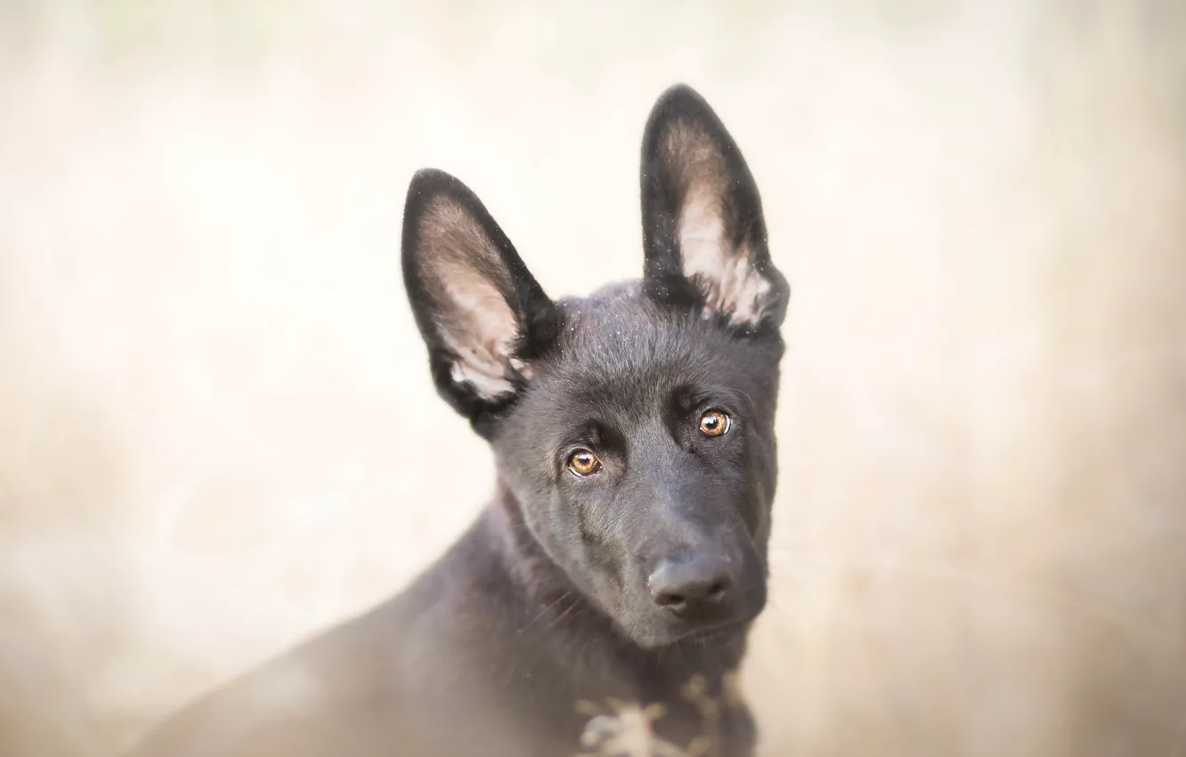 Photo wallpaper look, each, dog