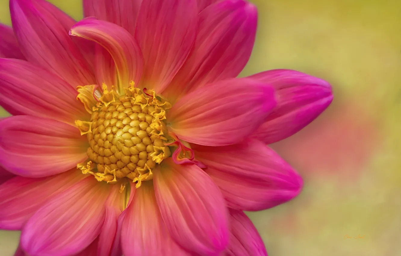 Photo wallpaper flowers, background, dahlias
