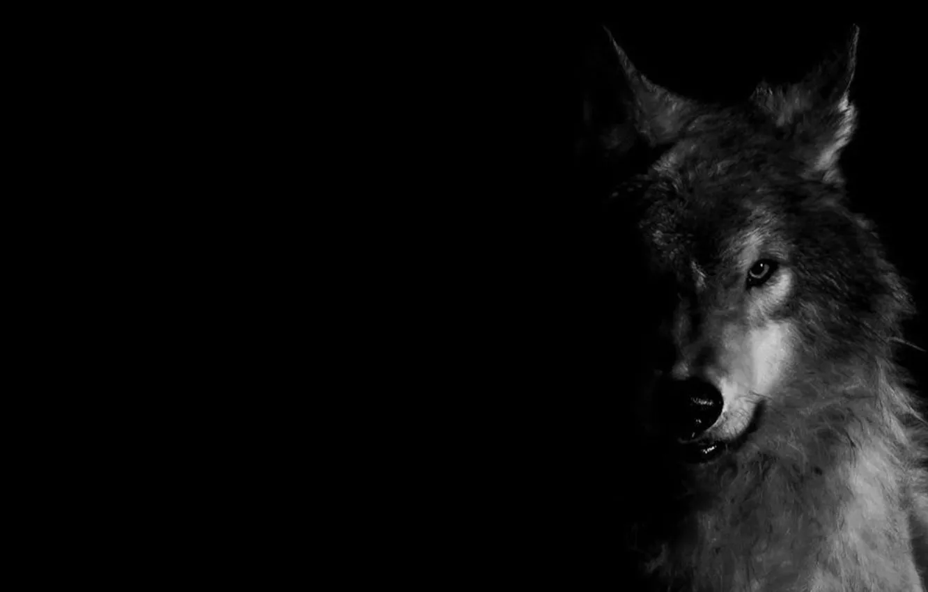 Photo wallpaper wallpaper, Predator, nature, animal, wolf, canis lupus, wildlife, portrait.