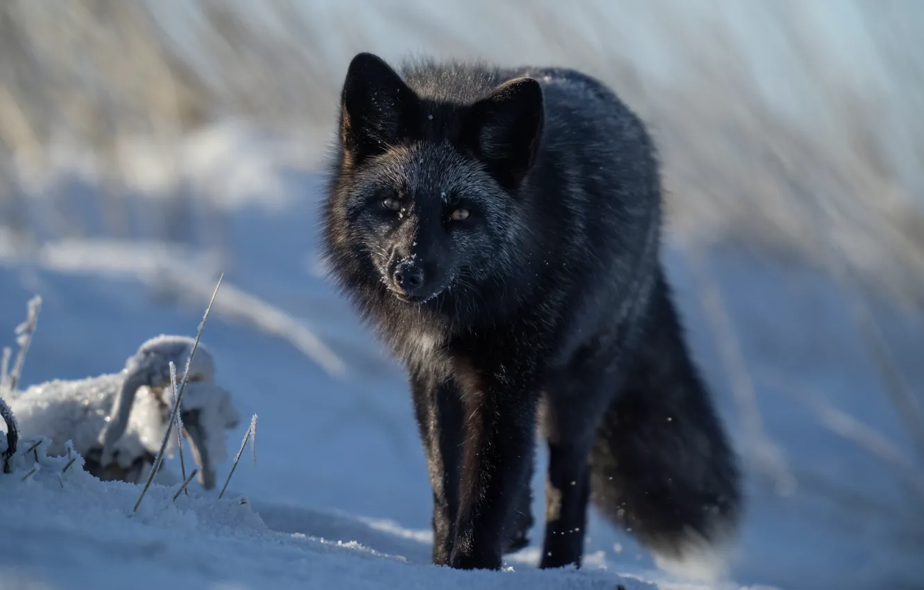 Photo wallpaper winter, look, snow, branches, Fox, the snow, black, face