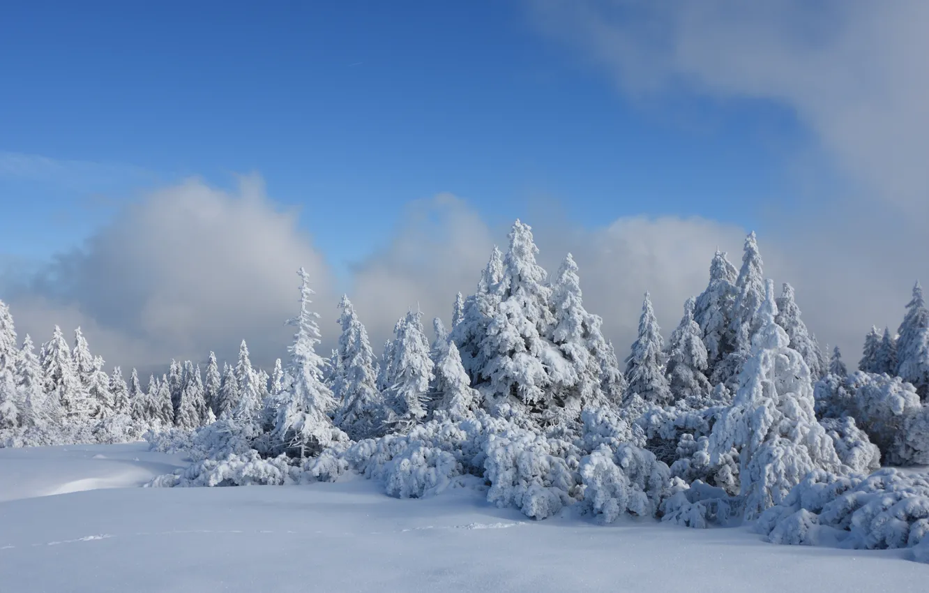 Photo wallpaper winter, snow, trees, frost, the snow, trees, winter, snow