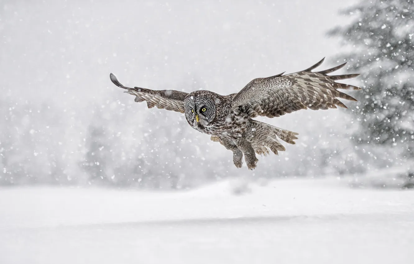 Photo wallpaper winter, snow, flight, nature, owl, bird, owl