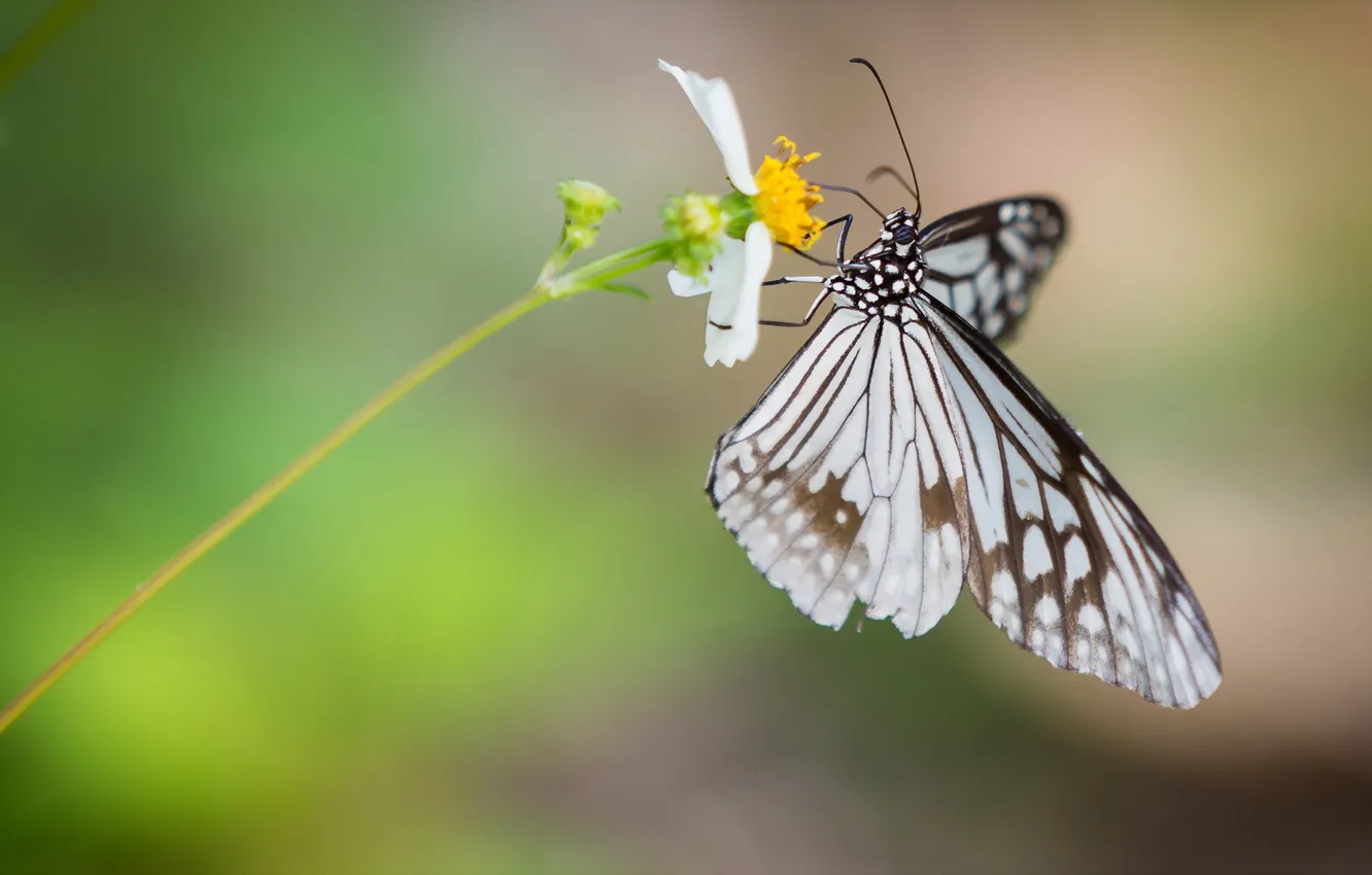 Photo wallpaper summer, flowers, butterfly