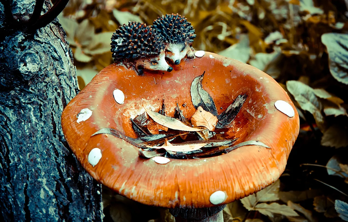 Photo wallpaper autumn, mushrooms, hedgehog