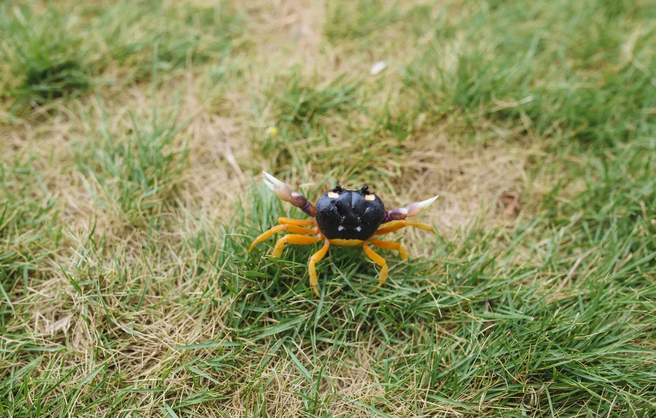 Photo wallpaper grass, crab, small