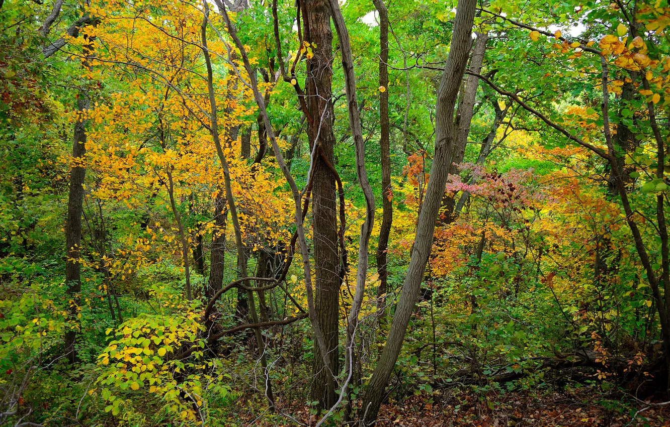 Photo wallpaper autumn, forest, leaves, trees