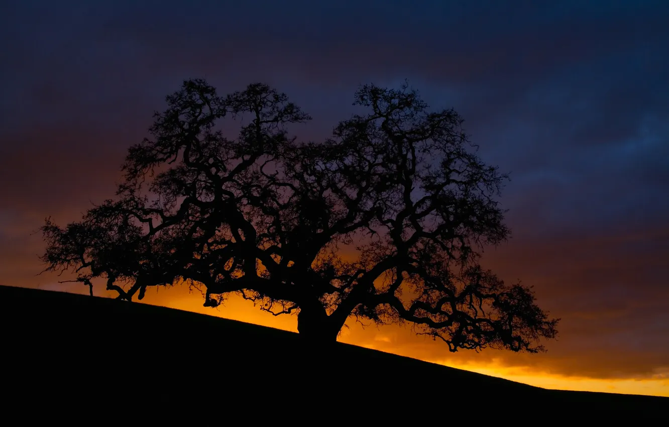 Photo wallpaper the sky, sunset, clouds, tree, slope, silhouette
