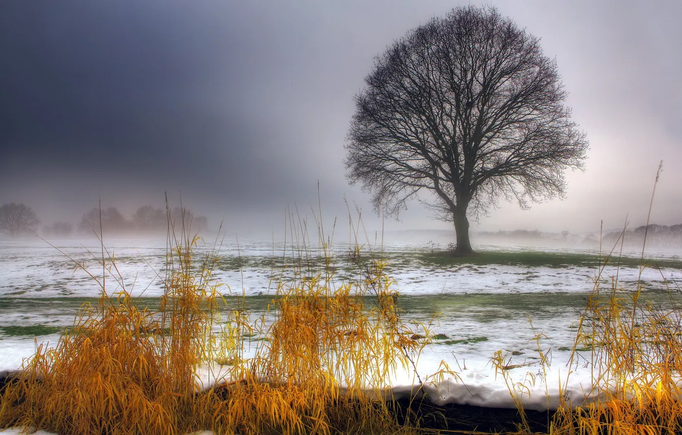 Photo wallpaper field, grass, snow, trees, landscape