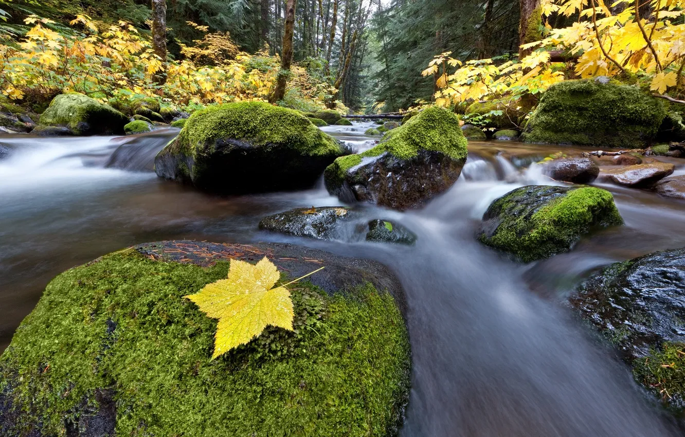 Photo wallpaper autumn, forest, nature, river, stream, stones, moss, yellow foliage