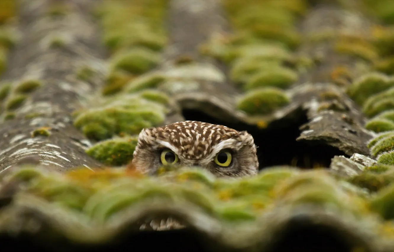 Photo wallpaper roof, owl, bird