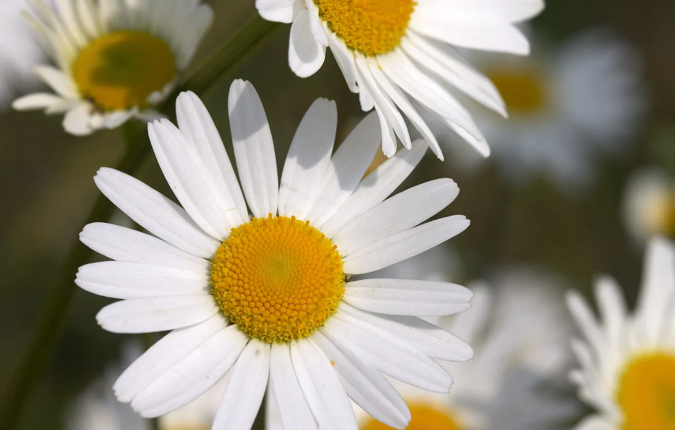 Photo wallpaper white, macro, flowers, chamomile