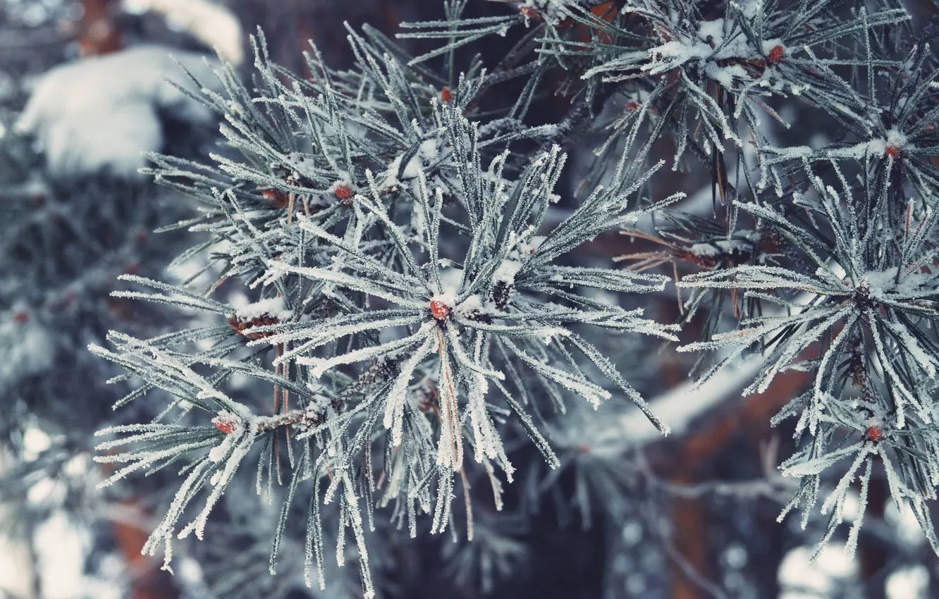 Photo wallpaper winter, frost, snow, needles, pine