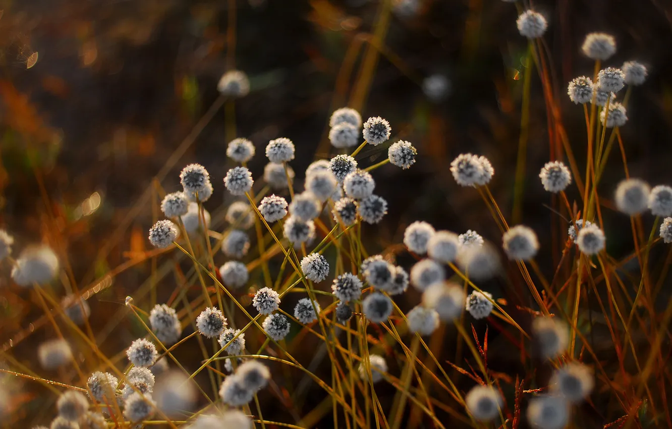 Photo wallpaper light, stem, white
