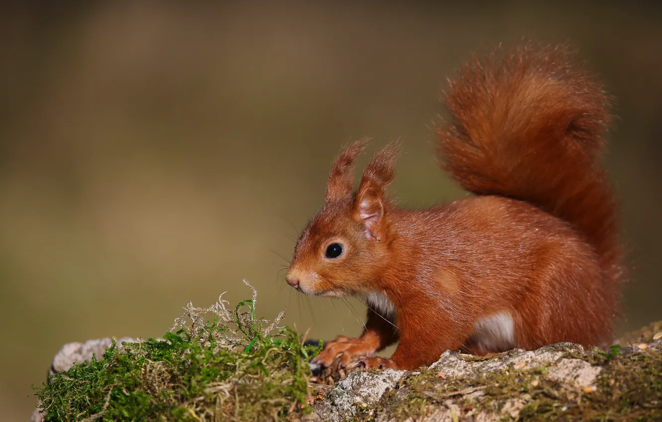 Photo wallpaper nature, animal, moss, protein