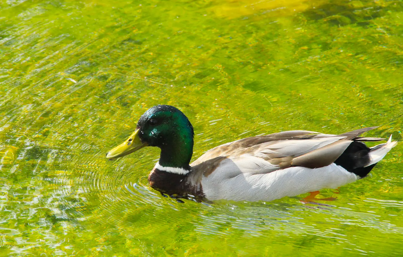 Photo wallpaper bird, water, duck, swim