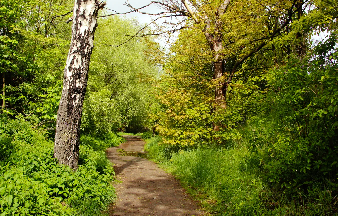 Photo wallpaper forest, trees, Forest Path