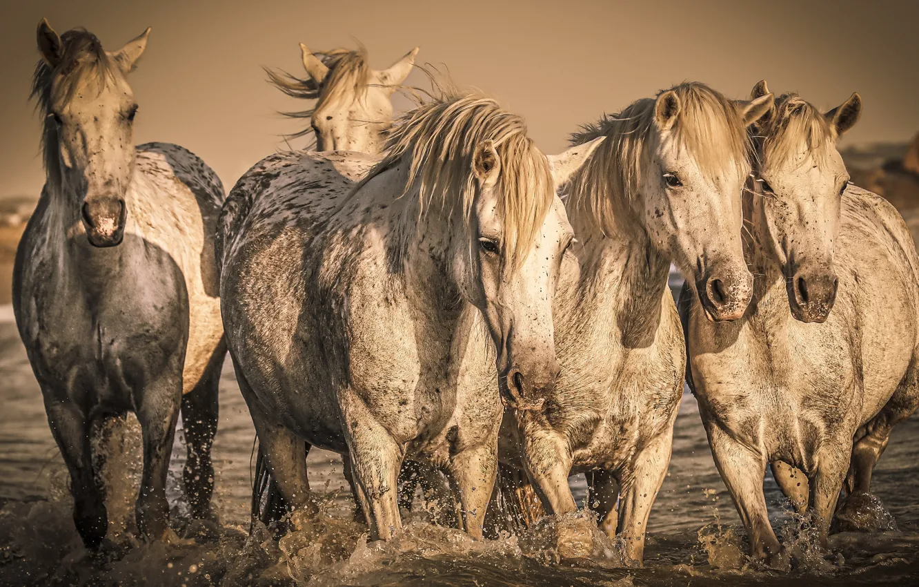 Photo wallpaper water, nature, horses