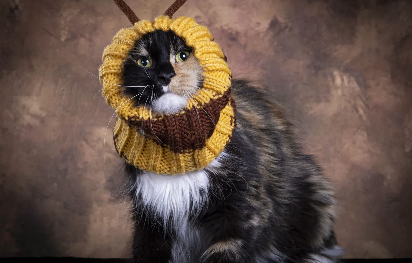 Photo wallpaper cat, cat, look, yellow, pose, bee, image, face