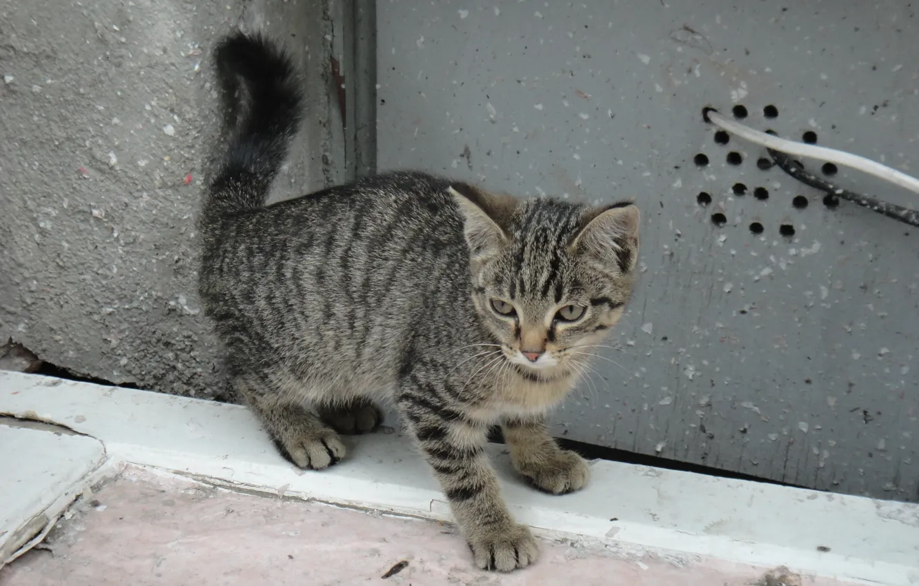 Photo wallpaper cat, street, angry, grey.
