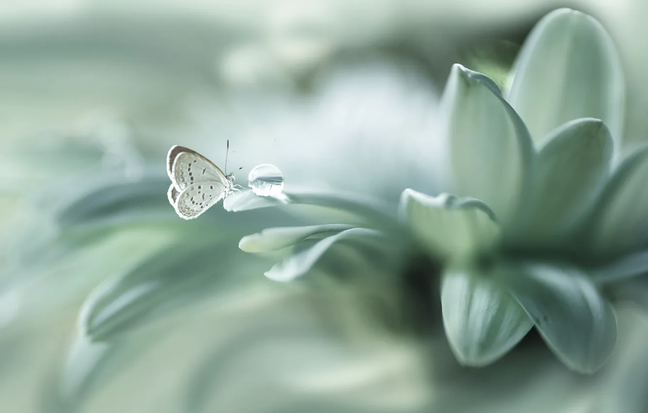 Photo wallpaper flower, butterfly, drop, petals, bokeh