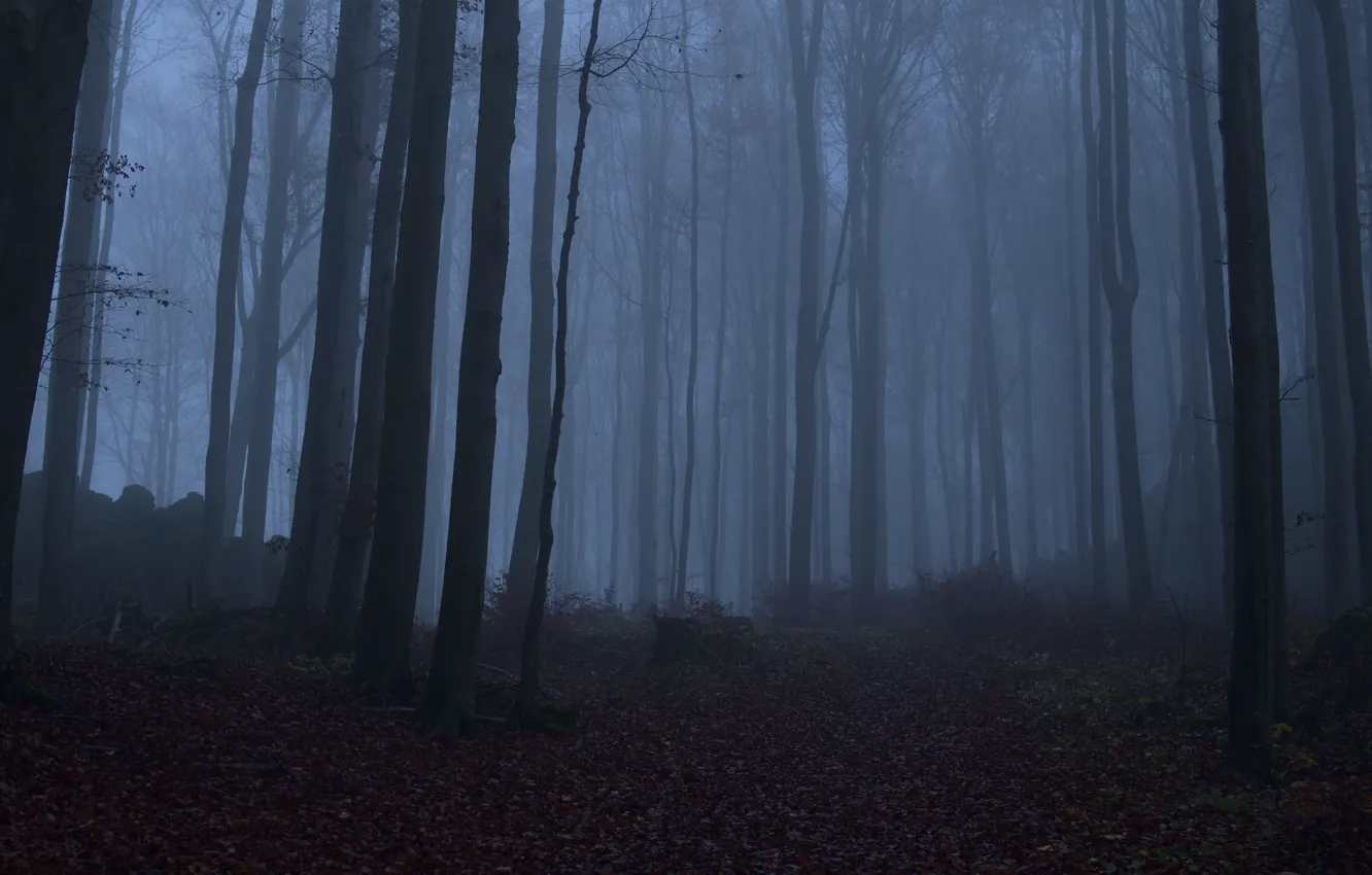 Photo wallpaper forest, trees, nature, fog, Niklas Hamisch