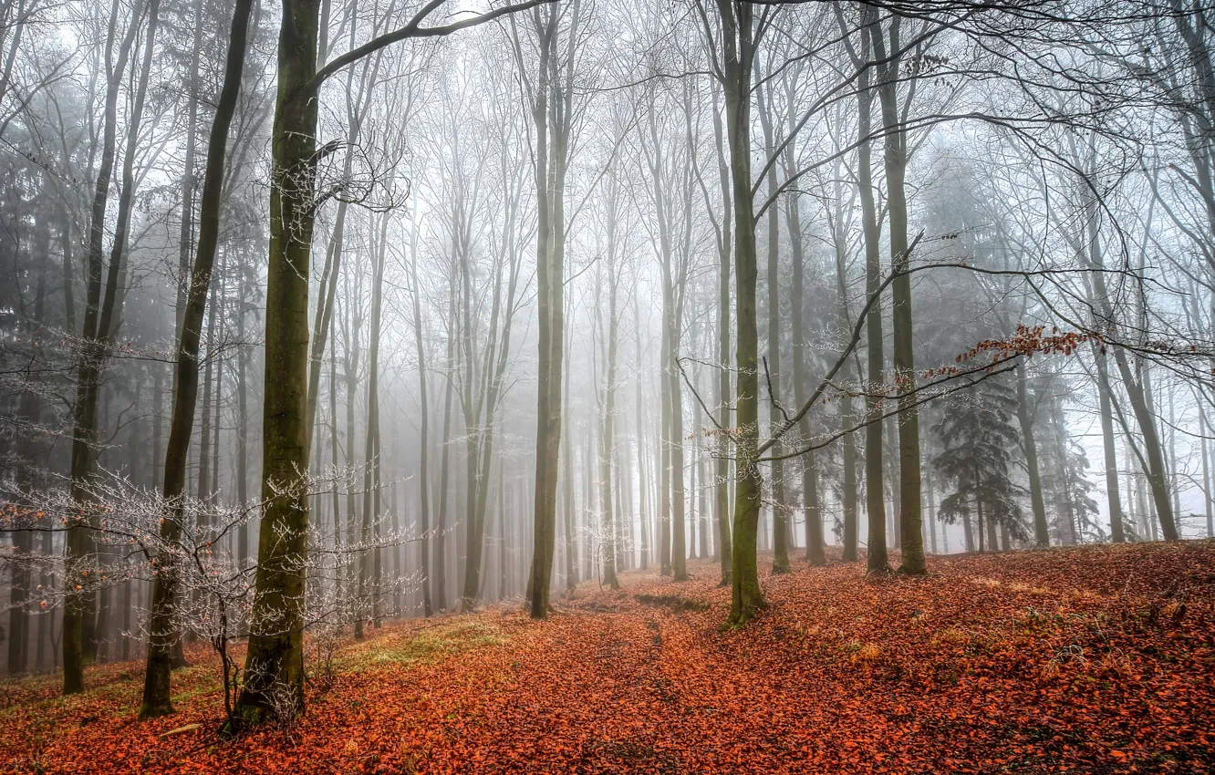 Photo wallpaper autumn, forest, fog