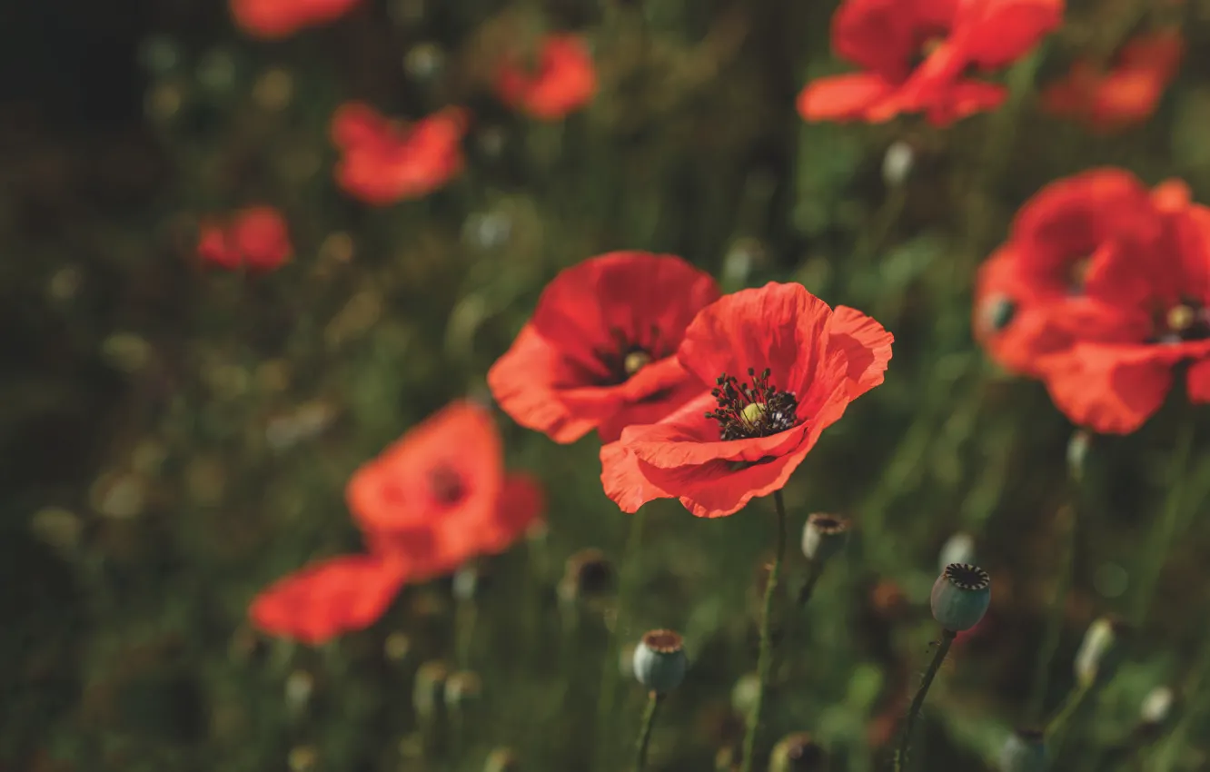 Photo wallpaper field, summer, red, Maki, bokeh, poppy field