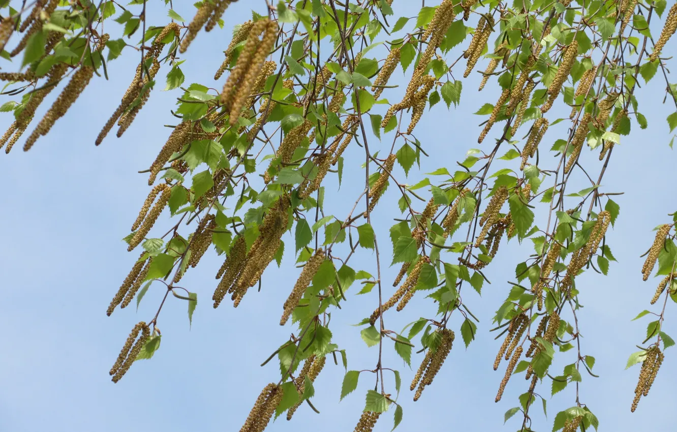 Photo wallpaper birch, earrings, branches, spring 2018, Mamala ©