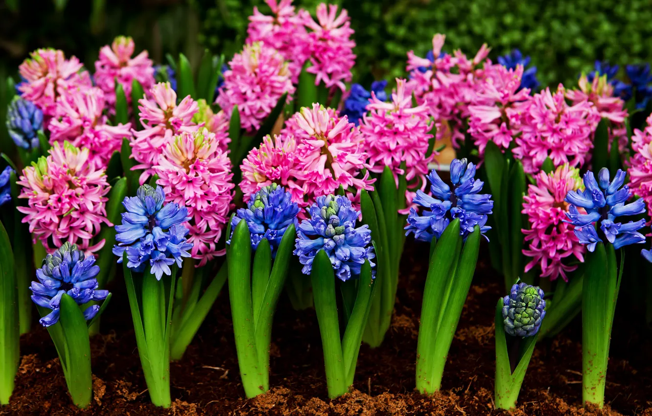 Photo wallpaper flowers, blue, pink, blue, pink, flowers, hyacinths