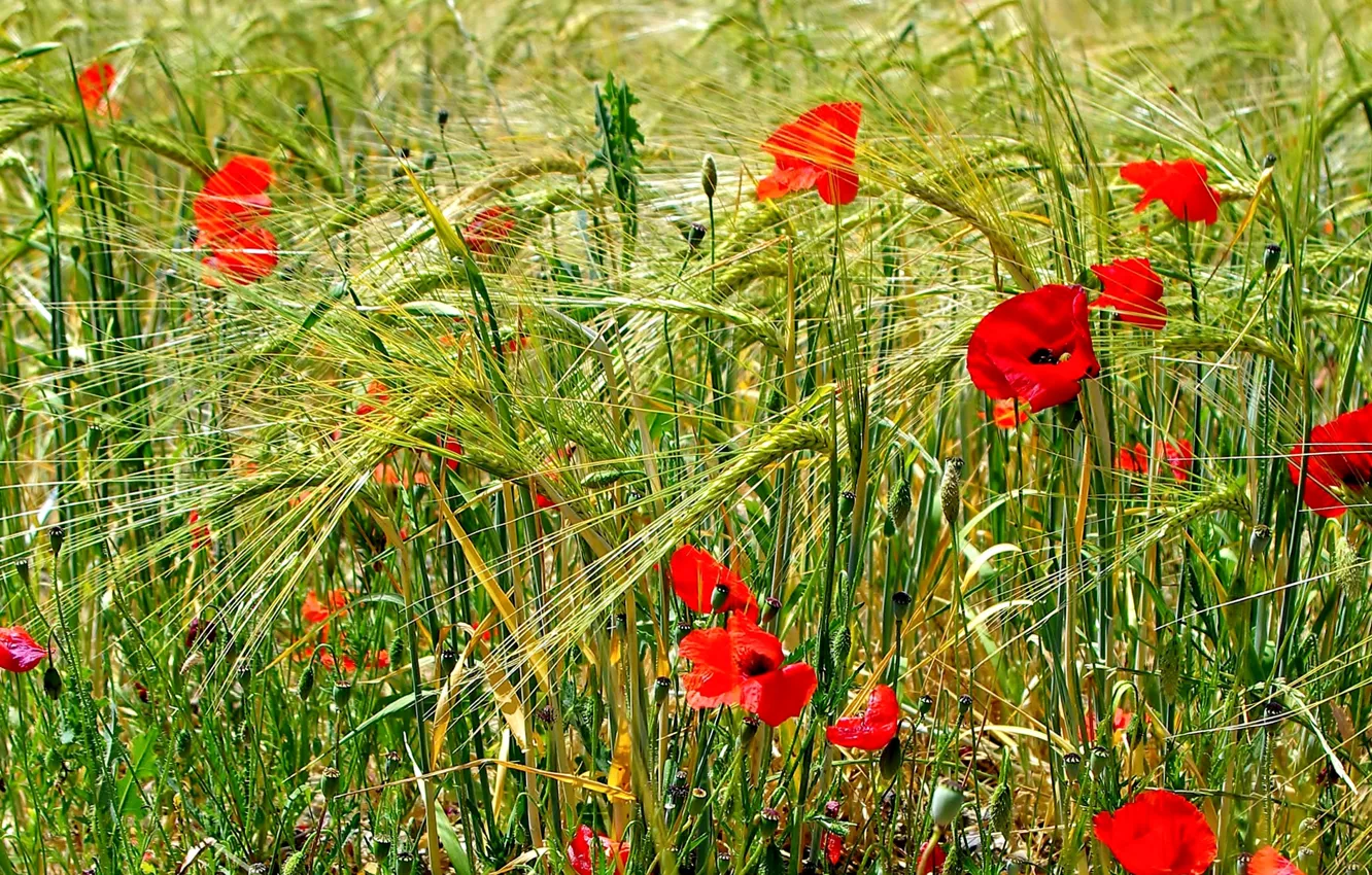 Photo wallpaper field, grass, flowers, Maki, meadow, ears
